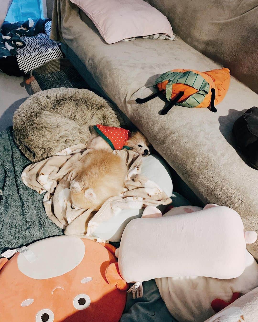 r_oseのインスタグラム：「These cushions eat me🐰🍓〰️」