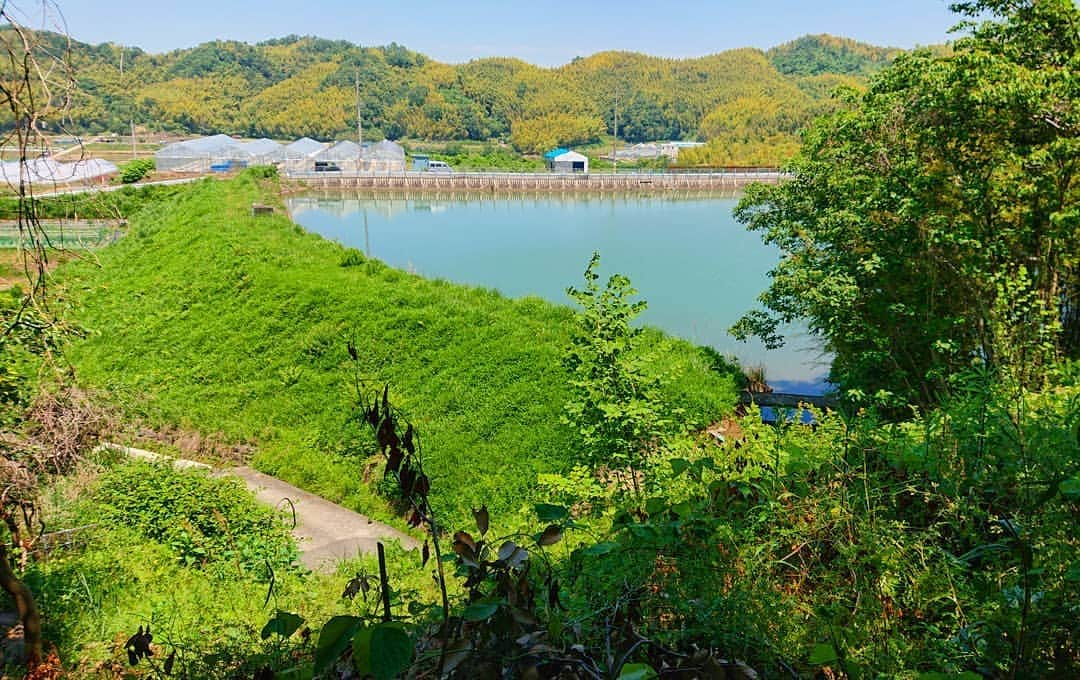 和田益典さんのインスタグラム写真 - (和田益典Instagram)「◆ 長閑な風景 . 遠くの黄緑は全て竹林ですよ。 . 岸和田の山手は竹が多いです。 . . 今日は梅雨前の五月晴れって感じで、カラッとした気候でしたな。 . . . #景色 #池 #展望 #風景 #眺め #五月晴れ #水面 #竹林 #竹 #タケ #晴天 #晴れ #田園風景 #田舎 #長閑 #岸和田 #泉州 #仕事 #植物 #緑 #smartphone #view #bamboo #sky #blue #water #green #plant #osaka #japan .」5月28日 21時40分 - masunori_wada