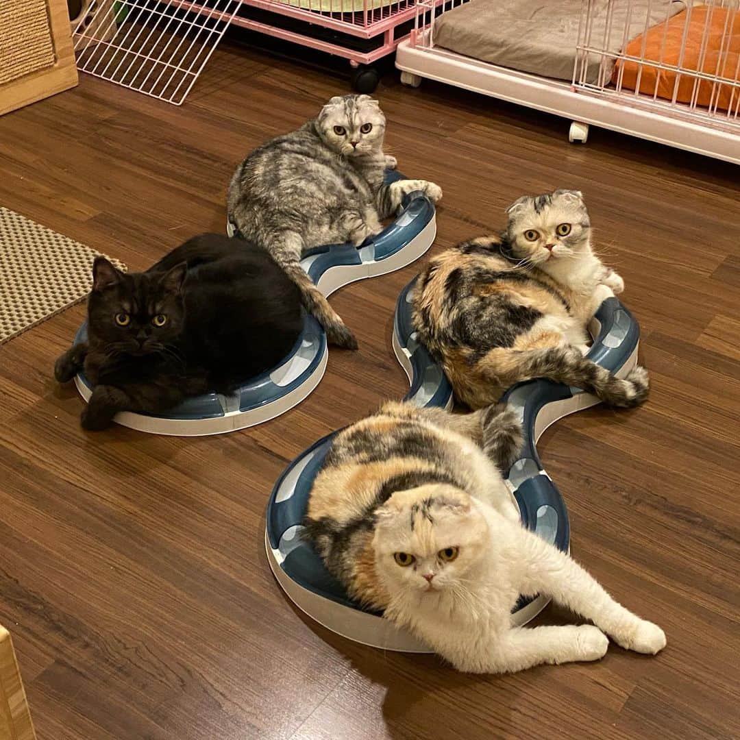 Mammoth and Grizzlyのインスタグラム：「Fully booked😹 #onrafoldcattery #grizzly #nala #mammoth #nemo #กว่าจะถ่ายได้」