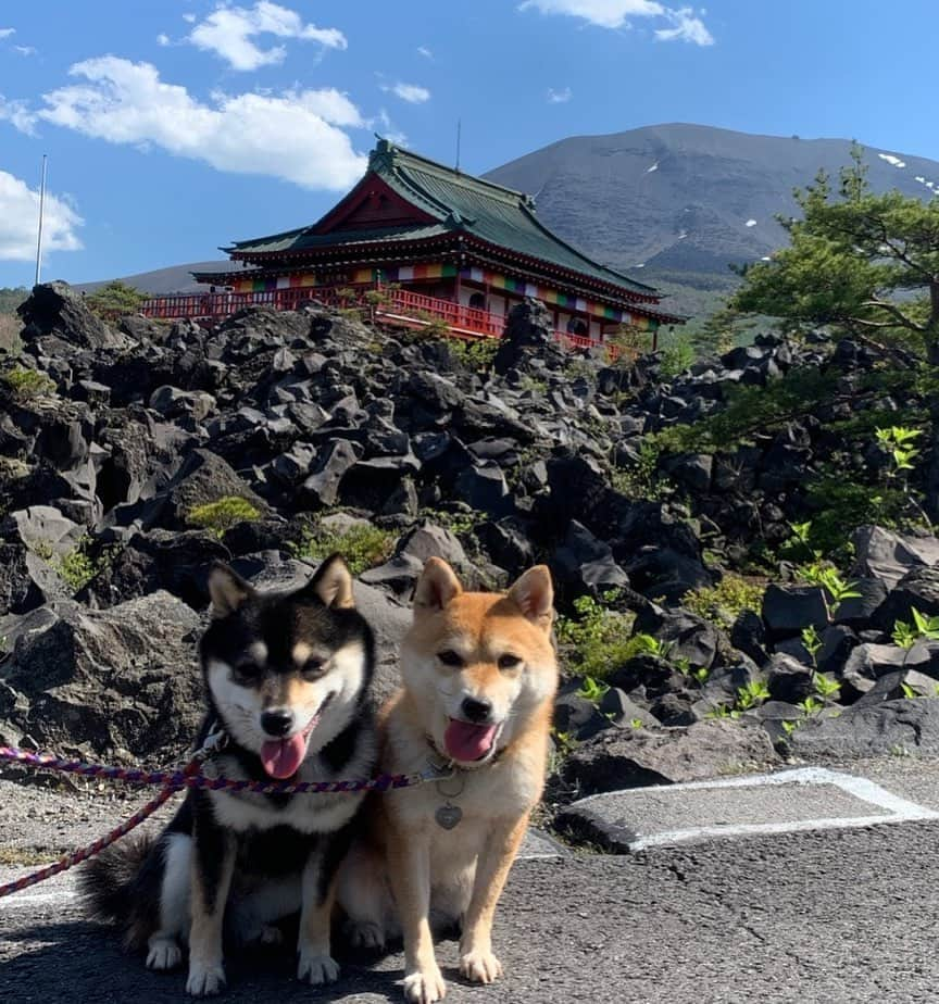 豆柴なつ&ふゆさんのインスタグラム写真 - (豆柴なつ&ふゆInstagram)「Mount Asama😊💕　#tbt 鬼押出し園＆浅間山😊💕 #過去pic  #群馬県 #浅間山 #鬼押出し園  #犬連れ旅行　 #旅行 #shibaaaaainu #shibaaddict #シバフル #わんダフォ #shibamania  #柴犬ライフ#pecoいぬ部 #shiba_snap  #instashiba#cutedogs  #柴犬#shiba #shibainu #shibastagram  #pecoいぬ部 #犬バカ部 #shibainumag_feature #instafollow #dogoftheday  #🐕📷 #theshibasociety  #柴#proudshibas  #柴犬マニア」5月28日 21時46分 - mameshiba.natsuinu56