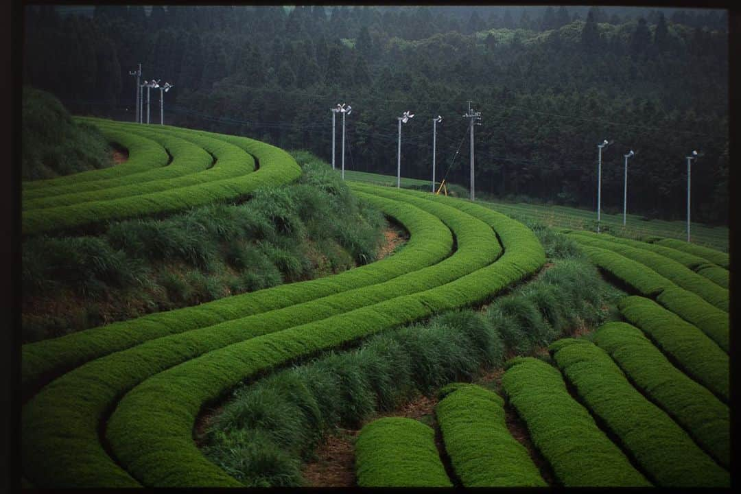 Michael Yamashitaさんのインスタグラム写真 - (Michael YamashitaInstagram)「Green tea time in Kagoshima, Japan - the warm and humid sea breezes of this southern most prefecture make it the #1 producer of organic teas in the country allowing for as many as 5 harvests in a year. The tea fields are relatively flat, thus best suited for mechanized tea harvesting, significantly expanding productivity. #green #greentea #kagoshimatea」5月28日 21時48分 - yamashitaphoto