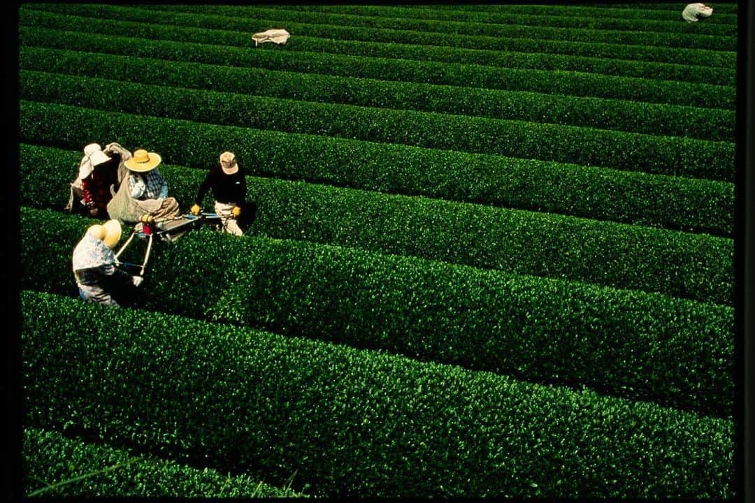 Michael Yamashitaさんのインスタグラム写真 - (Michael YamashitaInstagram)「Green tea time in Kagoshima, Japan - the warm and humid sea breezes of this southern most prefecture make it the #1 producer of organic teas in the country allowing for as many as 5 harvests in a year. The tea fields are relatively flat, thus best suited for mechanized tea harvesting, significantly expanding productivity. #green #greentea #kagoshimatea」5月28日 21時48分 - yamashitaphoto