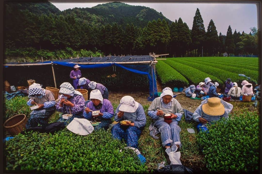 Michael Yamashitaさんのインスタグラム写真 - (Michael YamashitaInstagram)「Green tea time in Kagoshima, Japan - the warm and humid sea breezes of this southern most prefecture make it the #1 producer of organic teas in the country allowing for as many as 5 harvests in a year. The tea fields are relatively flat, thus best suited for mechanized tea harvesting, significantly expanding productivity. #green #greentea #kagoshimatea」5月28日 21時48分 - yamashitaphoto