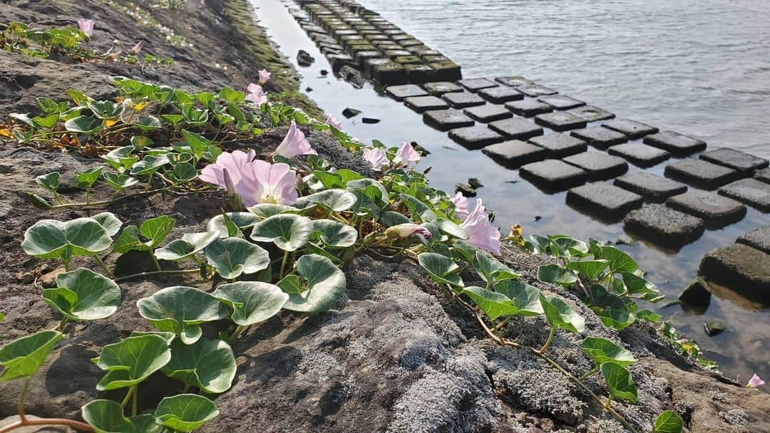 Rachel & Junさんのインスタグラム写真 - (Rachel & JunInstagram)「I've been scouting out locations for us to hold our next cleanup (trashy photos in my stories) and I'm itching to get back out there and do some work, but what made me happiest today was finding all these beautiful little nature spots.  When Jun and I started making travel videos I'd try to look a little closer at the environment to see what kind of wildlife I could find for our videos. There were lots of bugs (of course!) but I was also surprised by how many small reptiles and amphibians (and once a nutria!) I'd spot when I just took a little bit of time to actually pay attention to the small things.  It was wonderful to see how much life was happening all around me and it helped me feel more connected to my surroundings. So even though I went out today to take pictures of trash I was really happy to see these beautiful plants growing on the stones and sand at the beach! The pink flowers are Sea Bindweed and the fuzzy buddy I believe is Glehnia. I really want to go on a nature hike soon and see what all I can find!」5月28日 21時48分 - rachelandjun