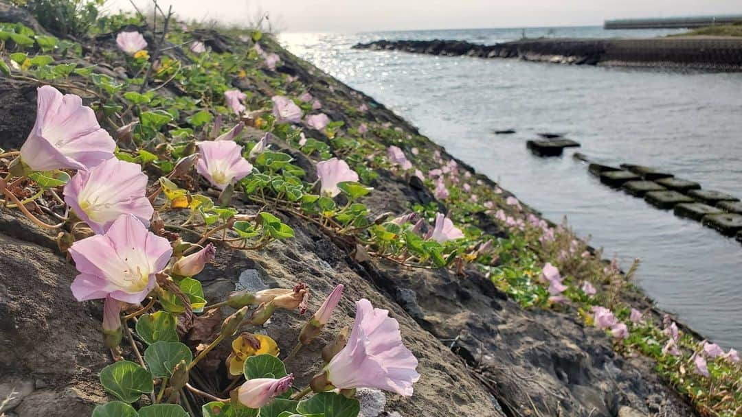 Rachel & Junさんのインスタグラム写真 - (Rachel & JunInstagram)「I've been scouting out locations for us to hold our next cleanup (trashy photos in my stories) and I'm itching to get back out there and do some work, but what made me happiest today was finding all these beautiful little nature spots.  When Jun and I started making travel videos I'd try to look a little closer at the environment to see what kind of wildlife I could find for our videos. There were lots of bugs (of course!) but I was also surprised by how many small reptiles and amphibians (and once a nutria!) I'd spot when I just took a little bit of time to actually pay attention to the small things.  It was wonderful to see how much life was happening all around me and it helped me feel more connected to my surroundings. So even though I went out today to take pictures of trash I was really happy to see these beautiful plants growing on the stones and sand at the beach! The pink flowers are Sea Bindweed and the fuzzy buddy I believe is Glehnia. I really want to go on a nature hike soon and see what all I can find!」5月28日 21時48分 - rachelandjun