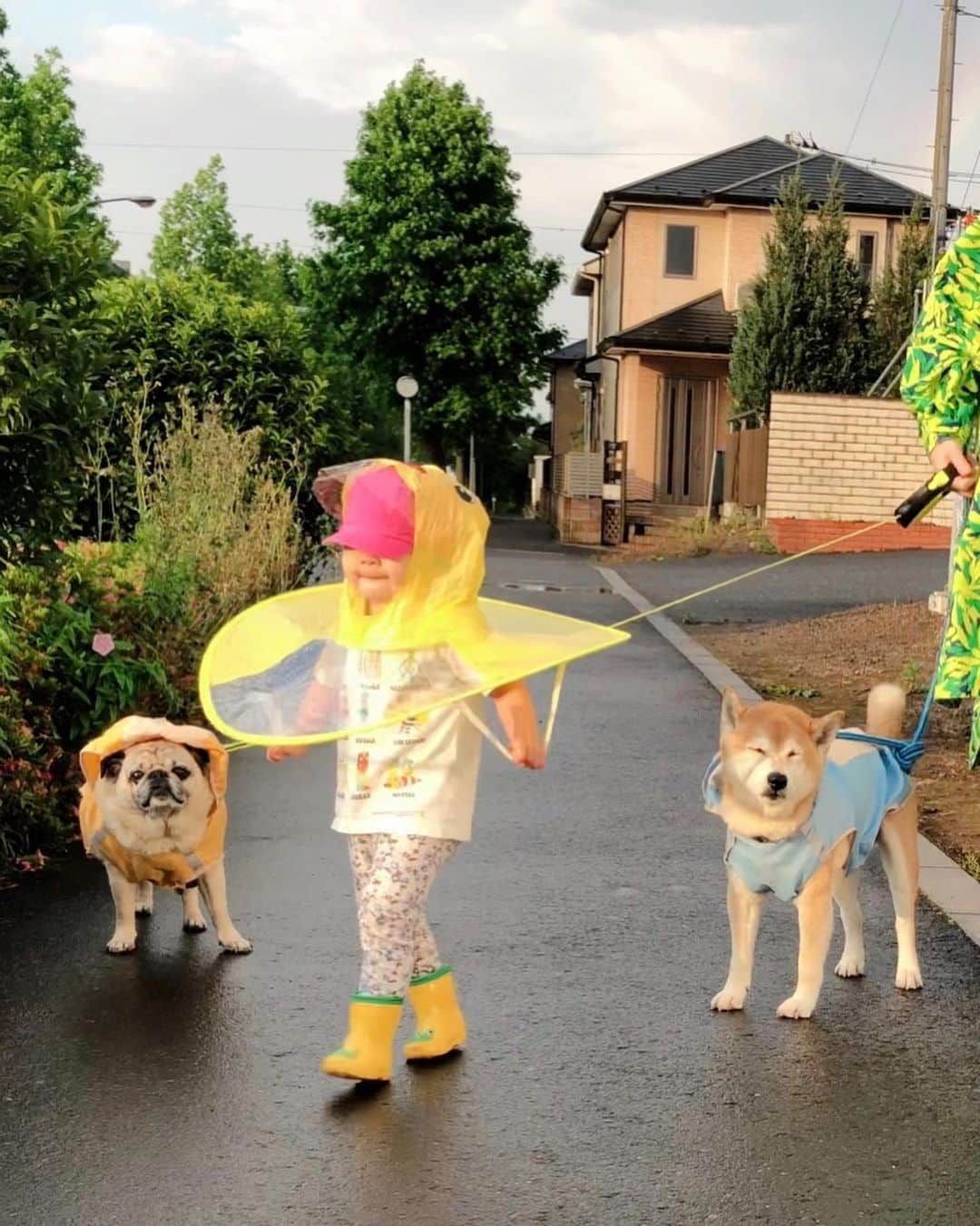 T&P Brothersさんのインスタグラム写真 - (T&P BrothersInstagram)「半年前くらいに買っていたエマの傘のようなカッパ、当時は嫌がって付けなかったのに今は喜んで使います😂 晴れているのに雨が降っていて変なお天気でした🤔 その時は気付かなかったんですが、チラッチラッと虹が見えます🌈  #shiba #pug #pugstagram #dog #柴 #柴犬 #パグ #tora #pom #トラ #ポム #柴パグ #시바 #퍼그 #泥料 #巴哥 #ベビフル #ママリ #コドモノ #コノビー #ママタス #赤ちゃんと犬 #生後25ヶ月 #2歳 #2歳1ヶ月 #トラポム劇場」5月28日 22時16分 - tora_pom_happylife