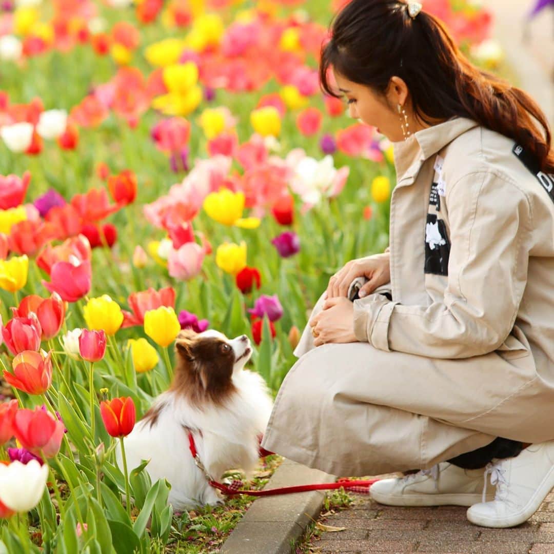 mycoのインスタグラム：「🌷🐶🌷 みなさんおげんこ？（←ふるっ） わたしとりりは太りました🐷  以前からやってみたかった なんでも綺麗にしちゃうという オキシクリーンという洗剤が届いてオキシ漬け！をしたんです。  白いスニーカーを真っ白に！と思ってやったら…はげた！！！ なんでなのーーーー😱  超気に入ってたのに…👟 1枚目の写真でも履いてます。  #オキシクリーン #オキシクリーン漬け #オキシクリーン初心者  #ショック #おげんこ　#チューリップ」