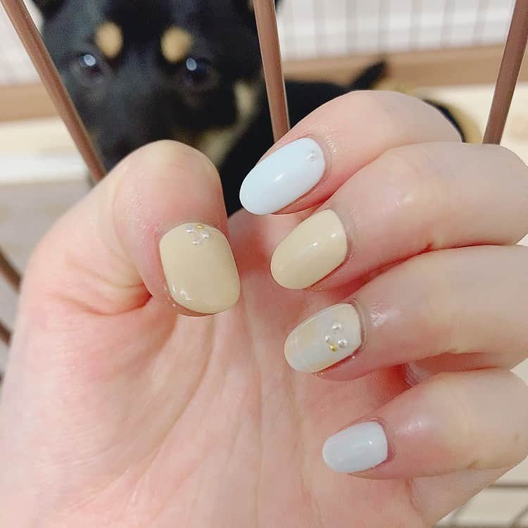 環奈（長沢菜々香の飼い犬）のインスタグラム：「👀 . . . .  #豆柴#柴犬#日本犬#黒柴#黒豆柴#まめしば#しばいぬ#しば#しばすたぐらむ #こいぬ #柴  #ここ柴部#柴子犬 #shibalove #mameshiba #kuroshiba #shibainu #shiba #shibadog #shibastagram #shibastyle#なーこ#長沢菜々香」