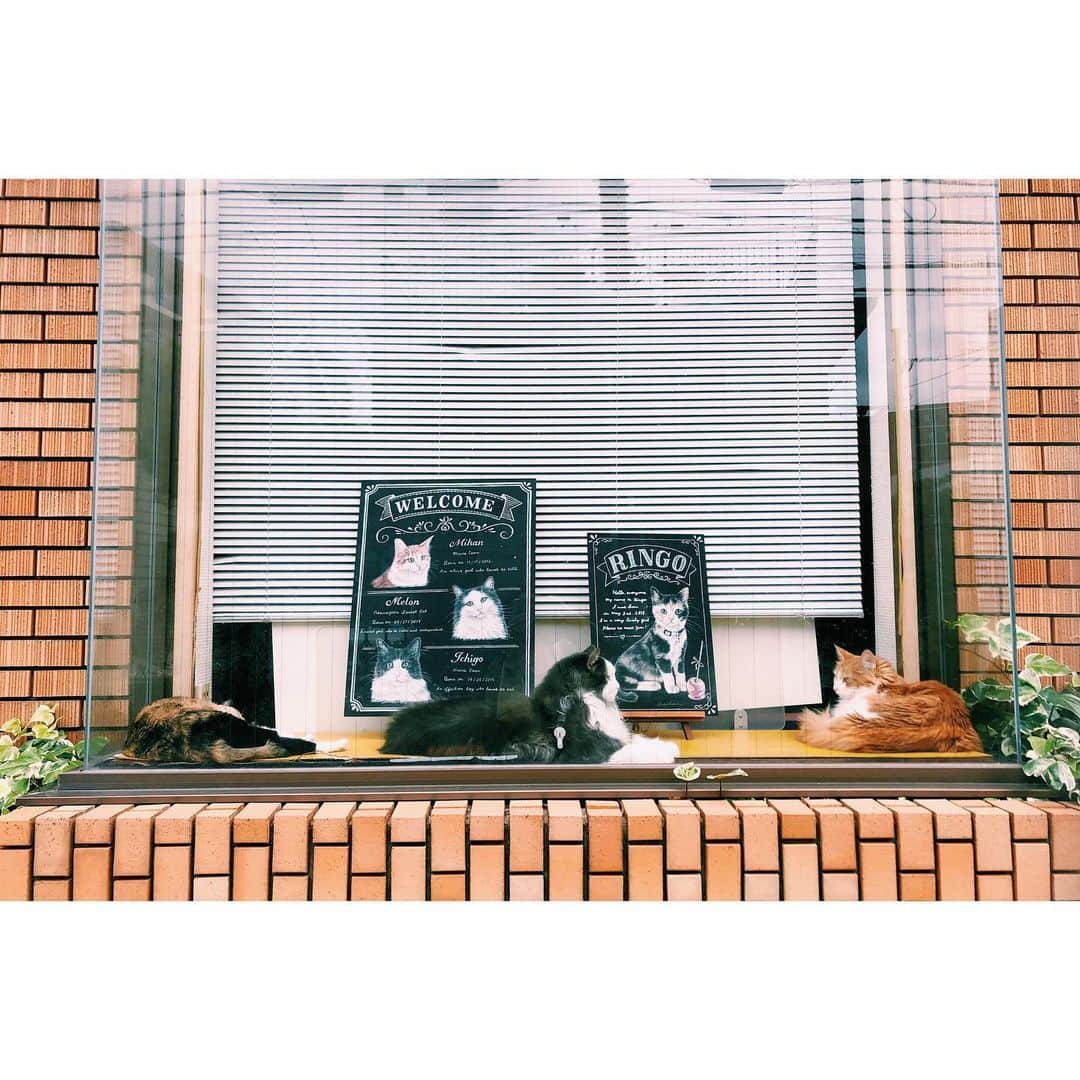 雪浦聖子さんのインスタグラム写真 - (雪浦聖子Instagram)「三密なニャー。」5月28日 22時23分 - sneeuw_y
