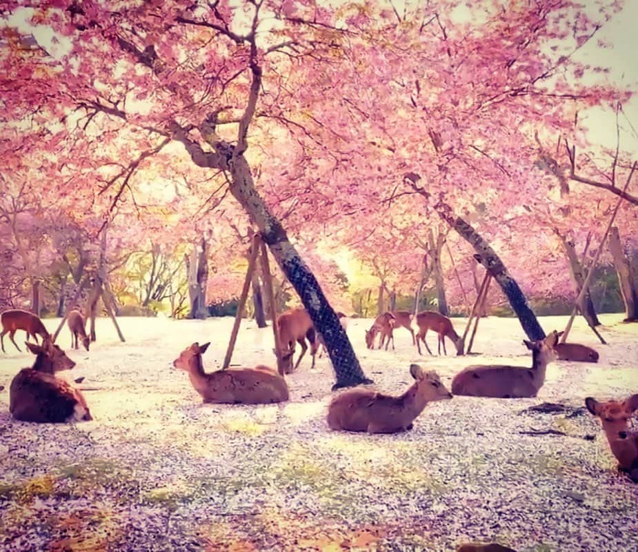 Remiwaのインスタグラム：「Il “Nara Park”, nel sud del Giappone, ci offre un’immagine da sogno con decine di cervi che riposavano sotto i sakura in fiore. Quest’anno, per la prima volta a causa del coronavirus che ha ridotto drasticamente la mobilità, la riserva ha ritrovato una dimensione favorevole a questi splendidi animali, proprio quando i ciliegi erano in fiore 🙏 🤩 #fiori #giappone #japan #animali #cervi #animaliselvatici #fotobelle #coronavirus #sogno #sakura #ciliegi」