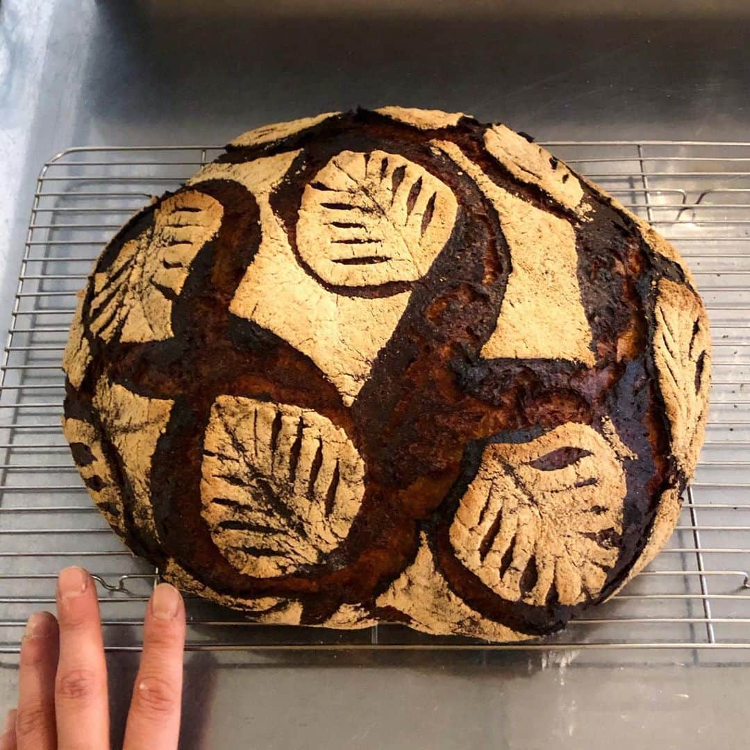 CHIPPRUSONのインスタグラム：「少し前に焼いた1.6kのパン・ド・カンパーニュ。葉っぱクープを始めた頃はヘタクソだったけど、しぶとく何年も続けていたら少しずつサマになってきました。半量以上がスペルト小麦で加水85%仕込み、しかもオートリーズを何日も、とかになってくると、刃先が生地に引っかかりやすくて、くっつきやすくて、細かい模様を出すのは難しい。そんな訳で単純で大きめな葉っぱ柄。真ん中のラインにはツマヨウジを使っています。」