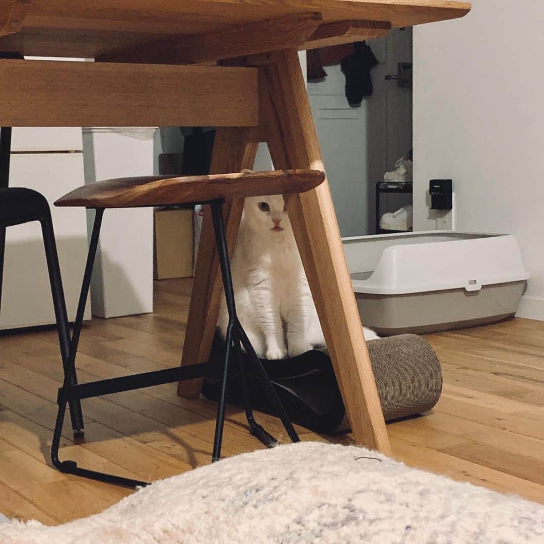 のインスタグラム：「日々、この隙間から訴えてくる #otefucat」
