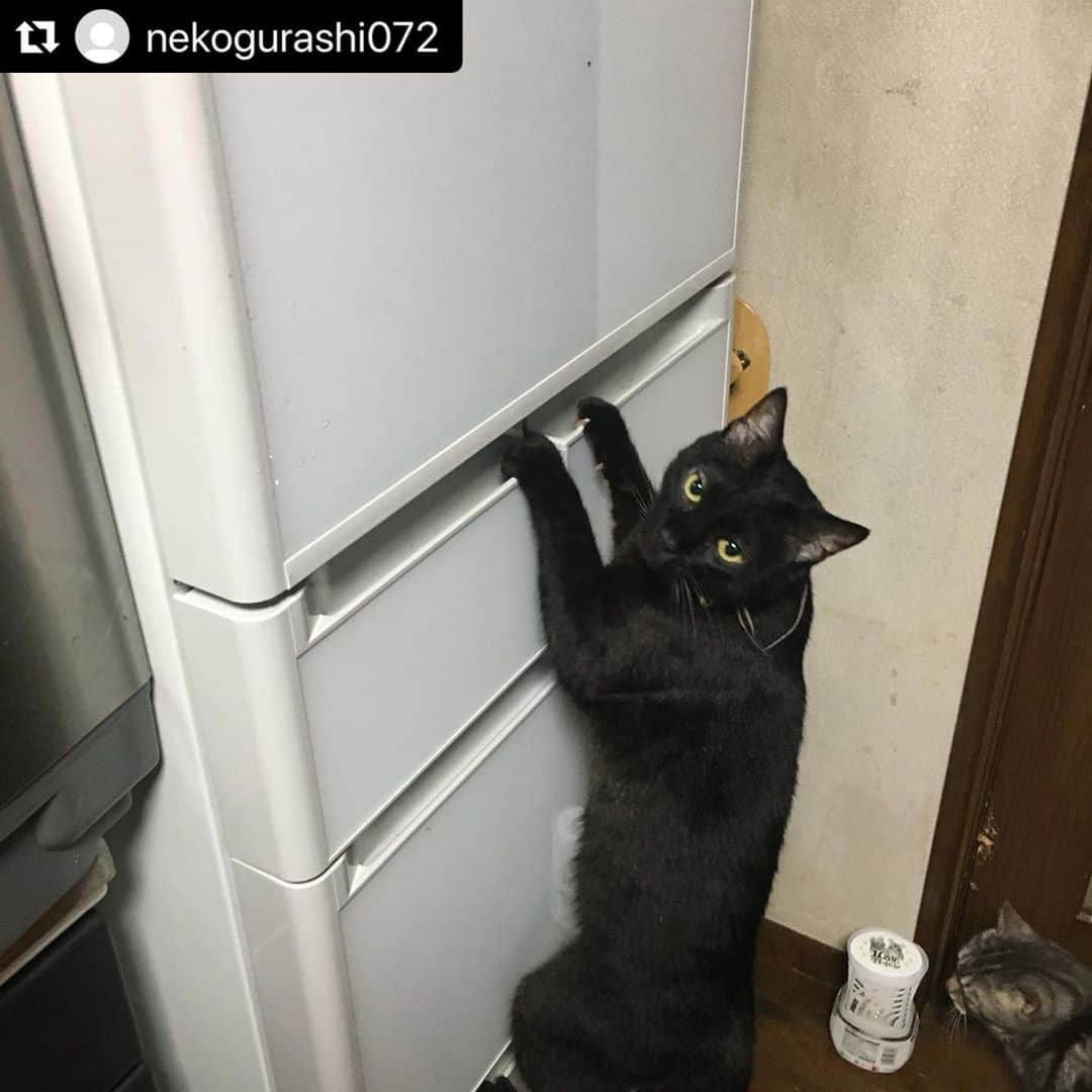 ねこさんのインスタグラム写真 - (ねこInstagram)「【#ねこは人を笑顔にする】❣️ あっ🤭❗️冷蔵庫チェックしようとしてたなぁ〜？！😂💪🏻✨ @nekogurashi072 さん、ありがとう☀️ #Repost @nekogurashi072 with @make_repost ・・・ #猫 #cat #我が家の猫 #ねこたち #立つねこ #ねこは人を笑顔にする  #ねこのいる生活  #ねこすきさんと繋がりたい  #ねこと暮らす  #ねこすき #ねこバカ  #ねこ写真  #catlife #catlover #ねこすたぐらむ  #ねこにすと  #ねこすた #ねこらぶ #ねこにすと #ねこさん #ねこスタグラム #ねこ大好き #ねこ #ねこぶ  #ねこら部  #catstagram #cats #catworld #cats_of_day #caterpillar」5月28日 22時48分 - neko_magazine