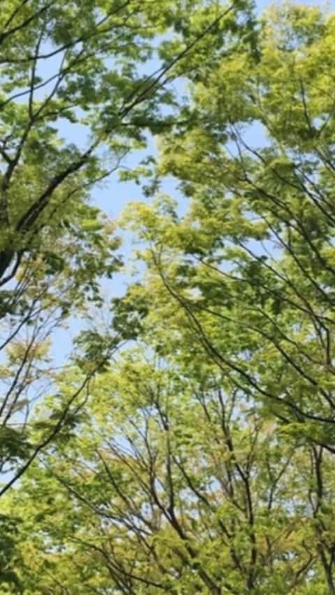 ティーナ・カリーナのインスタグラム：「仙台三越さんのイメージソングとして作った「青葉のたより」です😊 今年は大好きな新緑の季節を楽しむ事が出来なかったので、 nakaokaanにギターを弾いてもらいました♪ リモートセッションです😊☘ 仙台三越さんverはホームページで聞く事ができますよ😊  https://www.mitsukoshi.mistore.jp/sendai/event_calendar/imagesong.html  歌　ティーナ・カリーナ ギター　nakaokaan」