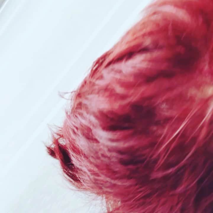大野愛地のインスタグラム：「Im back.﻿ ﻿ いつもお世話になっている、東京・恵比寿のLOOP(@hair_salon_loop )にて、カット&カラーして頂きました！﻿ ﻿ なんと言っても久々の赤髪🔥🔥🔥﻿ いつもの落ちないヘアマニキュアでばっちり決めてくださいました🙌﻿ ﻿ 箕輪さんご夫妻、いつも本当にありがとうございます！﻿ ﻿ #wineredhair ﻿ #hairsalonloop」