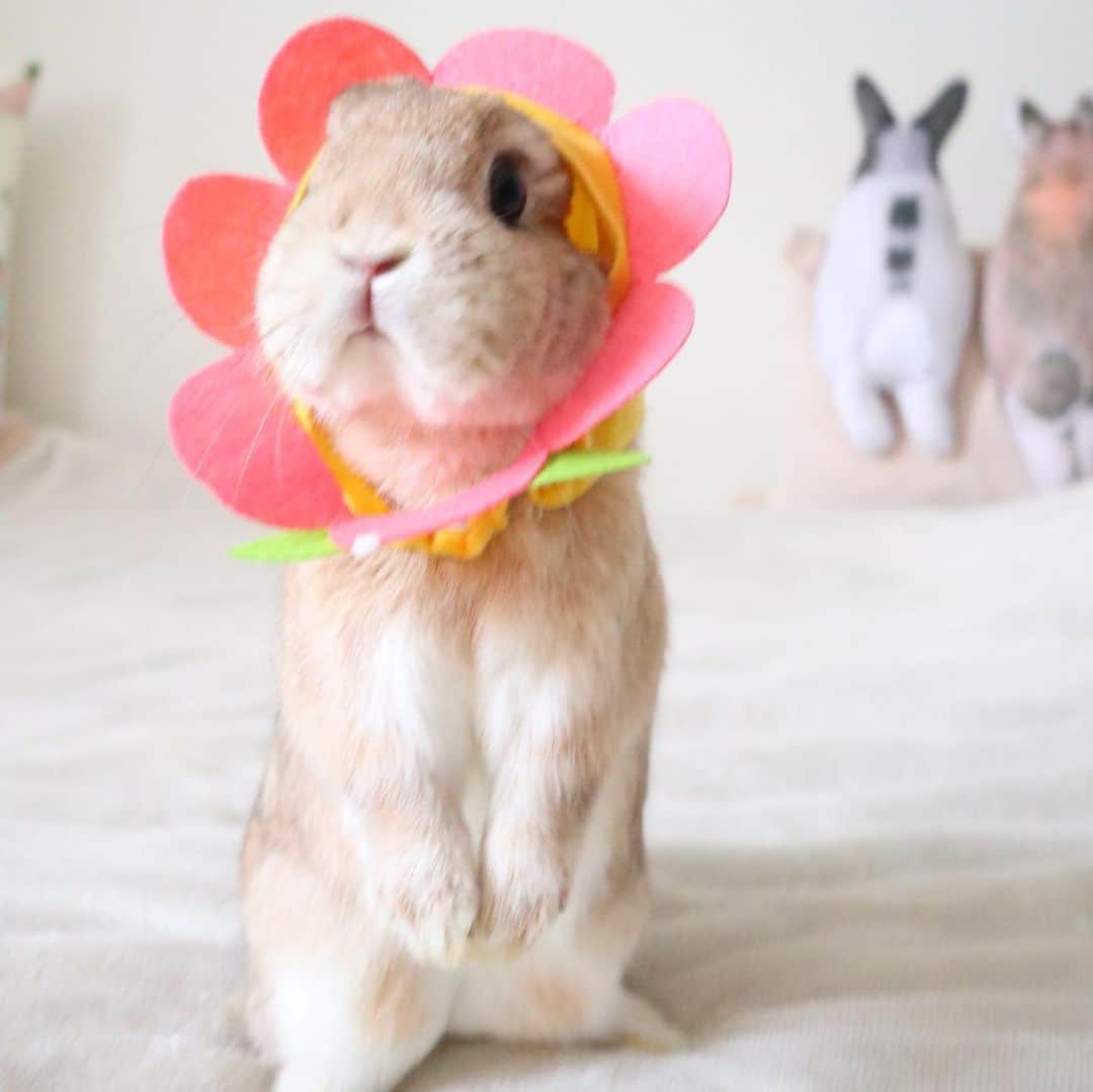 うー & なー ❤️ウチムラさんのインスタグラム写真 - (うー & なー ❤️ウチムラInstagram)「* 🐰🎀「わたちって、お花みたいにかわいいんだから♡」 * はやく可愛いお花を買いに行きたいです💐 うちの近所だとセンスの良いブーケを作ってくれるお店がないので…笑 * * #bunny #rabbit  #animal  #pets #bunnystagram #rabbitstagram  #動物 #うさぎ #ネザーランドドワーフ #netherlanddwarf #オレンジ  #アンギーユ #アン #あんころ #アン子 #アン太郎 #canonEOSM100」5月28日 14時41分 - uu_una_mina