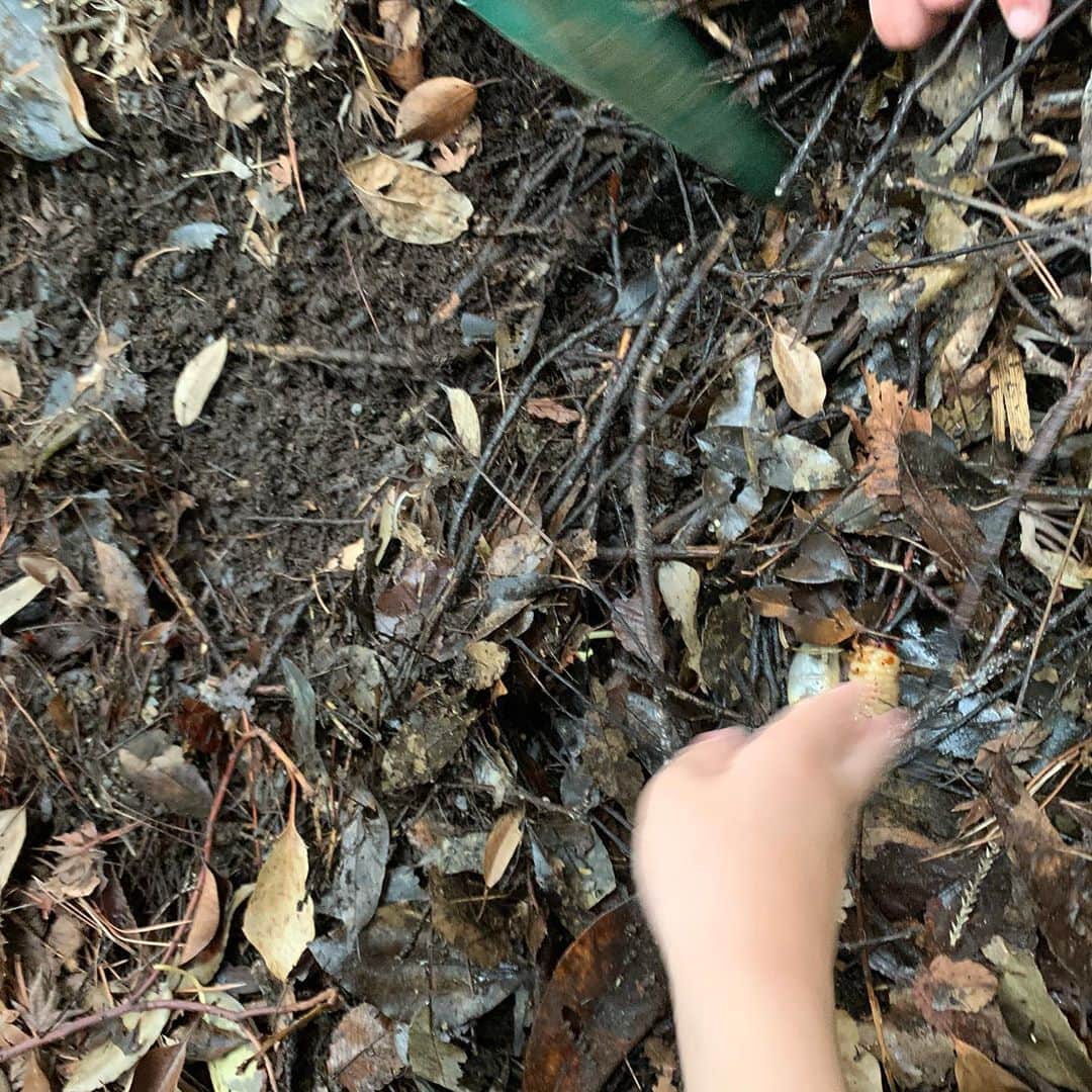 飯田圭織さんのインスタグラム写真 - (飯田圭織Instagram)「念願のカブトムシの幼虫を探しに公園へ✨ 元気に探す子供達の元にカブトムシに詳しいおじさんが穴場を教えてくれてたくさんのカブトムシの幼虫を発見‼️ 子供達大喜びで、本来の子供達の姿が見られてとても嬉しかったです😊✨ 虫の苦手な方、、写真大丈夫かな❓ #念願の  #カブトムシ  #幼虫  #幼虫飼育 始めます #大はしゃぎ  #よかったね  #虫にがてな人ごめんね🙏」5月28日 14時57分 - iidakaori.official