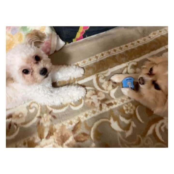 橋本美桜のインスタグラム：「そのおしゃぶりをよこせと仰っています。  #チワプー #チワワ」
