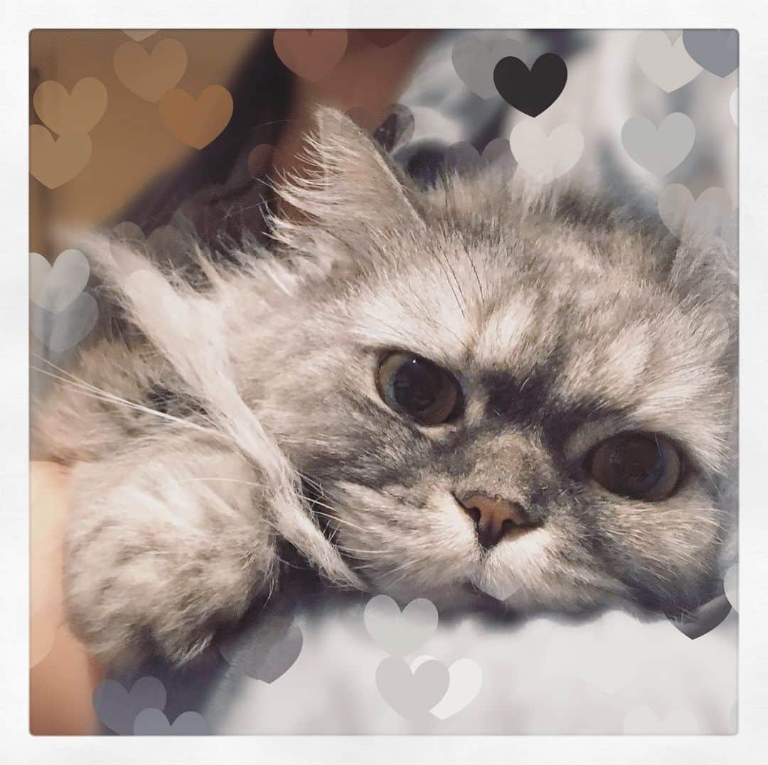 藤原ゆかのインスタグラム：「すごい真顔だけど、これは抱っこされて大大大満足な真顔🐱 #munchkin #マンチカン短足」