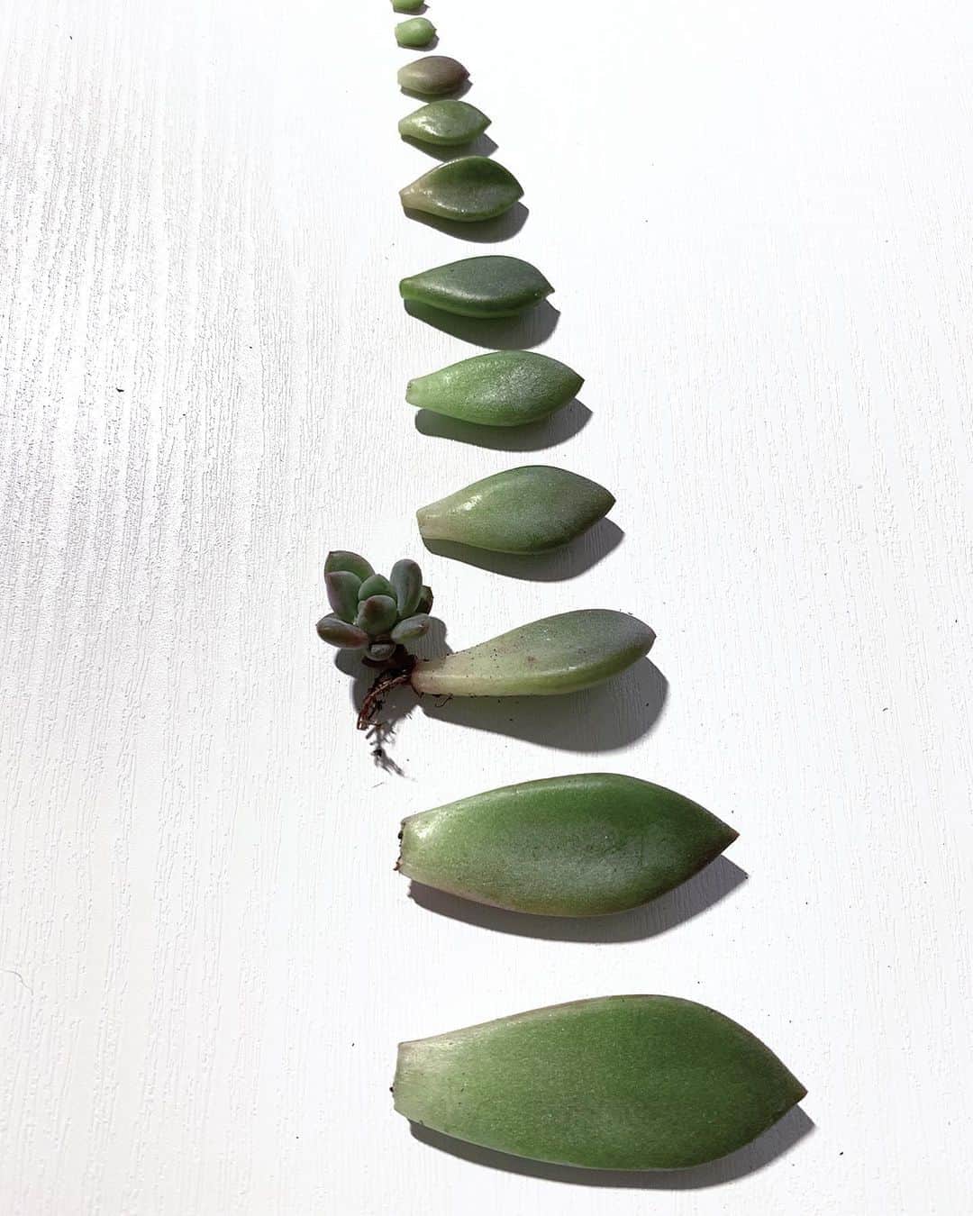 BOTANIST GLOBALのインスタグラム：「Why not try and "replant" this weekend?  Just like humans, plants need to be refreshed. If it is grown in the same pot for a long time, the soil's grain structure will break down and it will not drain well, causing root rot. In general, succulents should be replanted at least once a year. If you replant your plants regularly, the roots will grow vigorously and you can enjoy your succulents for a long time. This seems like a difficult task for beginners, but you can reduce the burden on your succulents by knowing when to replant them.  I'm sure you'll also be feeling refreshed by the time you have finished replanting your plants 🌿✨ ⠀ ⠀ Stay Simple. Live Simple. #BOTANIST ⠀ ⠀ 🛀@botanist_official 🗼@botanist_tokyo 🇨🇳@botanist_chinese」