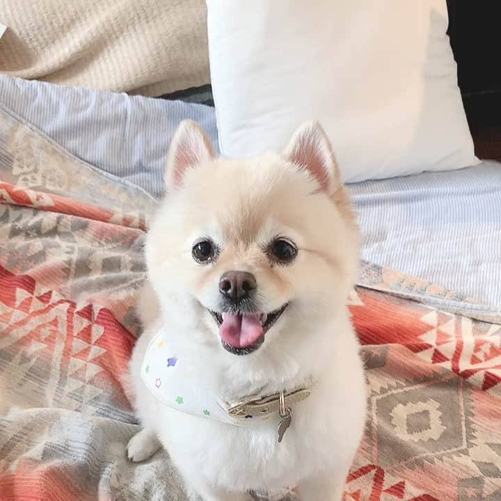 神谷美伽のインスタグラム：「うちのかわいこちゃん🐶 お散歩行くか♡  飼い主も🐶も太り気味😢  #愛犬との暮らし #ポメラニアン #ライス #お散歩ダイエット」