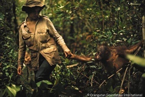 OFI Australiaさんのインスタグラム写真 - (OFI AustraliaInstagram)「OFI's history dates back almost 50 years when in 1971, Dr Birute Galdikas arrived in Borneo to study orangutans. Since then at least 500 orangutans have been rehabilitated & released back into the wild by OFI, not to mention the huge number of wild orangutans that have been rescued and relocated to safe forest & the countless hours of wild orangutan research that has been done.  ____________________________________ 🦧 OFIA Founder: Kobe Steele kobe@ofiaustralia.com | OFIA Patron and Ambassador: @drbirute @orangutanfoundationintl @orangutan.canada www.orangutanfoundation.org.au 🦧 🧡 🦧 #orangutan #orphan #rescue #rehabilitate #release #BornToBeWild #Borneo #Indonesia #CampLeakey #orangutans #savetheorangutans #sayNOtopalmoil #palmoil #deforestation #destruction #rainforest #instagood #photooftheday #environment #nature #instanature #endangeredspecies #criticallyendangered #wildlife #orangutanfoundationintl #ofi #drbirute #ofiaustralia #FosterAnOrangutanToday」5月28日 15時43分 - ofi_australia