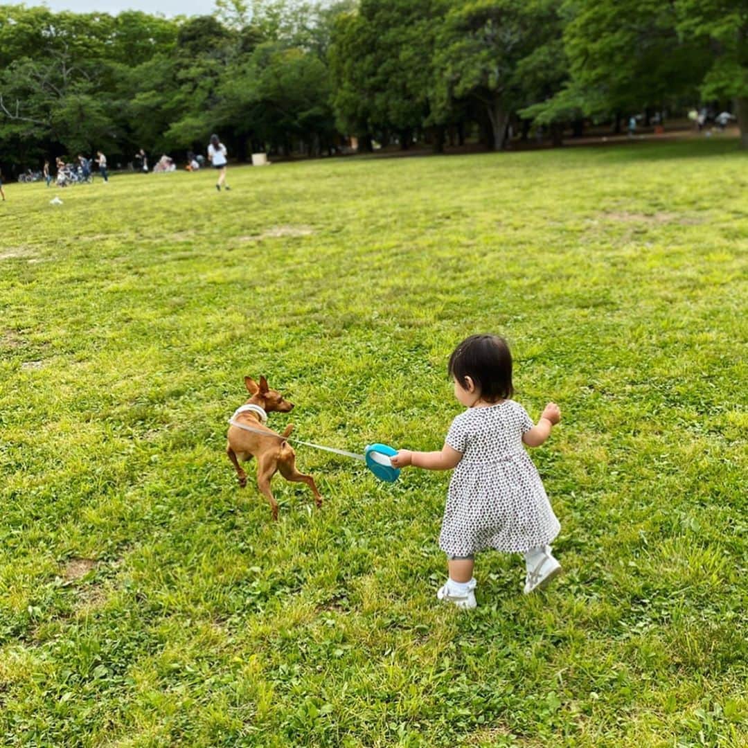 吉田早織のインスタグラム：「・﻿ 上手にお散歩できたね👏﻿ ﻿ ﻿ 生まれた時から会ってる大好きなオリヴィアと🐕💕﻿ ﻿ ﻿ ﻿ ﻿ ﻿ ﻿ #1歳2ヶ月 #女の子 #お散歩 #お散歩🐾 #ミニピン #いぬすたぐらむ」
