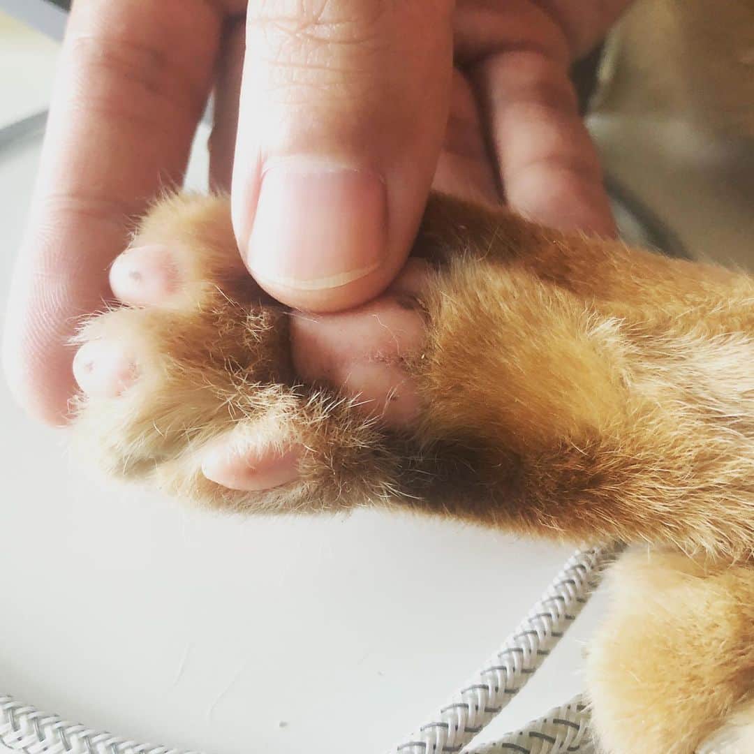 黃阿瑪的後宮生活さんのインスタグラム写真 - (黃阿瑪的後宮生活Instagram)「嚕嚕：「想摸嗎？」#肉球 #嚕嚕 #fumeancats #黃阿瑪的後宮生活 #貓」5月28日 15時55分 - fumeancat
