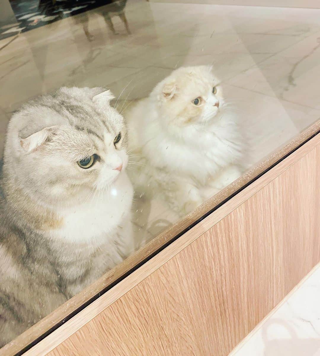 舟山ロワ君（くみっきー）さんのインスタグラム写真 - (舟山ロワ君（くみっきー）Instagram)「みなさんおひさしぶりです♡ パスワード思い出したので、また投稿していくにゃ🐈  #scottishfold #catstagram」5月28日 16時19分 - roi_amu_cat
