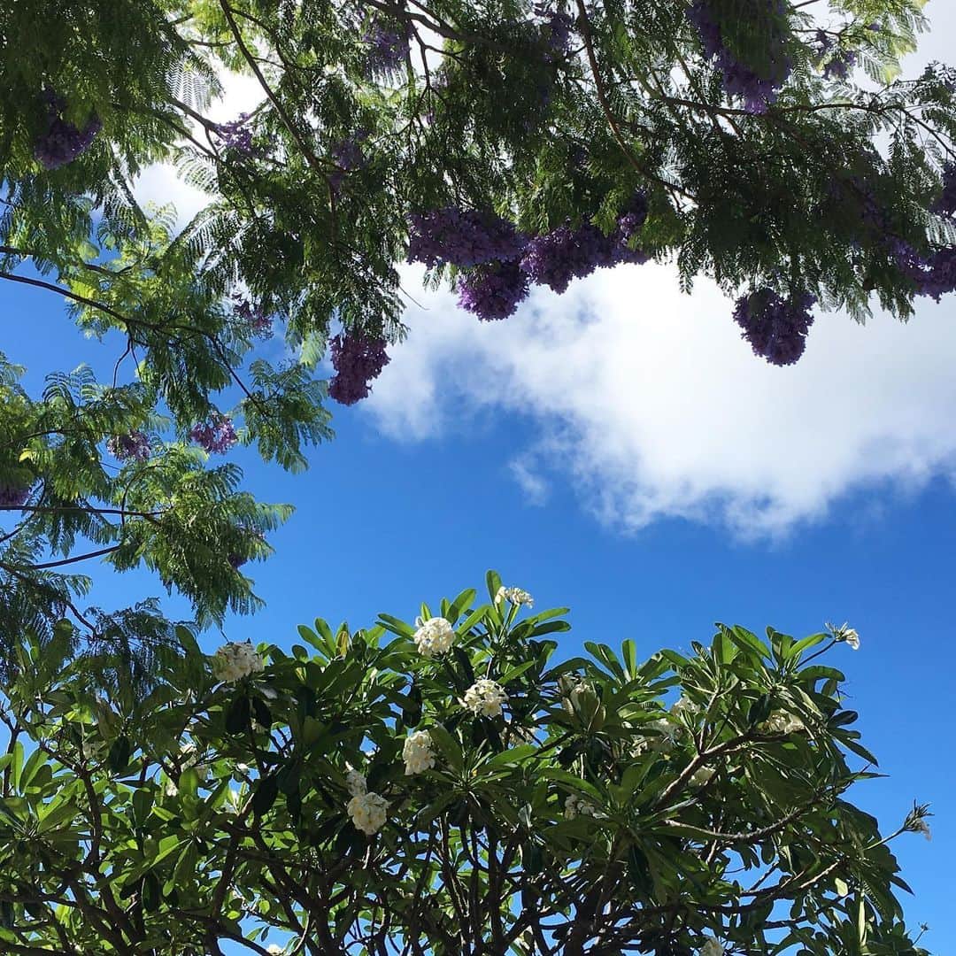 Kujira Clubさんのインスタグラム写真 - (Kujira ClubInstagram)「✳︎ 今日のハワイ。 花の季節。散歩中、良い香りが色々なところから... 見上げると花が沢山。 ✳︎ 現在ハワイは段階的に規制緩和にむけて準備中です。 来週からは、ソーシャルディスタンス含め対策やきまりはありますが、レストランの店内飲食が可能になります。 またデパートやモールも徐々にオープン。 ✳︎ 観光客受け入れに関しては、賛成意見も反対意見もあります。 ✳︎ 現在、JAL・ANAは6月30日まで日本＝ハワイ路線の運休を発表しています。ハワイアン航空も運休延長で6月30日まではお休み決定です。 ✳︎ 日本への直航便はないですが、ハワイからアメリカ本土は減便されていますが、運行しており、観光客も500人前後毎日到着しています。 ✳︎ ヒルトンは5月下旬宿泊よりタイムシェア予約を順次再開と発表。 リゾート毎にスタートは異なり、ハワイは今日現在7月1日以降から予約可能です。 ✳︎ 日本時間毎週土曜日午前11時(ハワイ時間金曜日午後4時)くじら倶楽部のFacebook アカウントでLive中継を予定しています。Liveでなくてもご覧頂けますので、今のハワイを見たい方は是非Facebook ページにどうぞ。 ハワイ好きな皆様に生ハワイを見て頂き癒されて欲しいなと思います。 ✳︎ 3月23日夕方からホノルル市長命令の外出制限が始まりました。 (6月末迄延長決定) くじら倶楽部も急遽ワイキキオフィスを閉め、全員在宅勤務に移行となりました。 慣れない事で、オフィスと同様の仕事環境にはない為、皆様にはご迷惑をおかけするかも知れません。 早くコロナウィルスが終息し楽しいハワイ旅行ができるよう、協力し頑張りたいとスタッフ一同願っております。 ✳︎ 在宅勤務ですが、メールの対応はしております。 電話対応もしておりますが、いきなりの市長からの在宅勤務命令で学校休校、家族全員在宅勤務等、環境が完全ではない事を予めご承知おき頂ければと思います。 ✳︎ タイムシェアの事なら、使い方までしっかり教えるアフターケアも万全のくじら倶楽部へご相談下さい。 ✳︎ タイムシェア物件はほぼ全室スイートルームタイプでリビング、キッチン付き。 ✳︎ くじら倶楽部の中古タイムシェア物件ならリゾート直販より賢く、お得に、暮らすようなハワイ滞在時間を過ごす事が可能です。 ✳︎ くじら倶楽部は リスティング数700件 年間成約数250件(2019年実績) タイムシェアリセール売買は業界no.1！ ✳︎ タイムシェアのアップグレード、ダウングレード、買い増し、買い替え、売却、購入、名義変更も！ リセールを知っていれば良かった。 早くタイムシェアの存在を知っていれば良かった。 の声多数！ ✳︎ 各リゾートを知りつくしたタイムシェアエキスパートがお客様に合った物件をご提案します。 お客様の旅のスタイルをお聞かせ下さい♪ ✳︎ くじら倶楽部の販売員は、全員ハワイ州不動産免許保持者ですので、安心してご相談下さい。 ✳︎ #おひとりさま旅行 から #3世代旅行 #女子旅 #子連れハワイ #ハワイ家族旅行 #母娘旅 迄お気軽に☎︎💌 ✳︎ #くじら倶楽部 #kujiraclub #ハワイ  #ヒルトンハワイアンビレッジ #タイムシェア #ワイキキ #インスタハワイ #ハワイ好きと繋がりたい #マリオットコオリナビーチクラブ #アウラニディズニー #再販 #不動産仲介 #ハワイ不動産　#今日のハワイ #ハワイ大好き #青空 #花」5月28日 16時30分 - kujiraclub