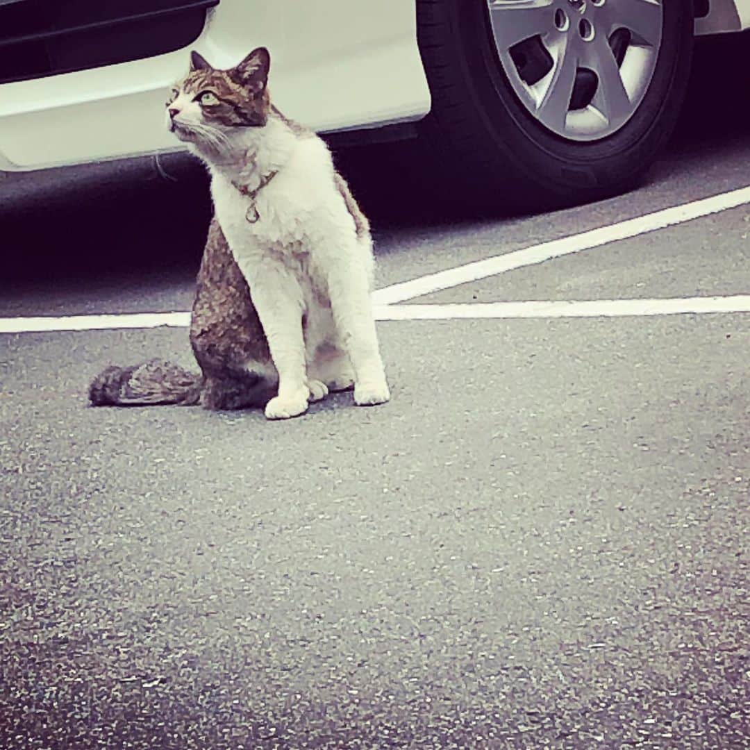 アチャ・マサノブのインスタグラム：「意思疎通猫」