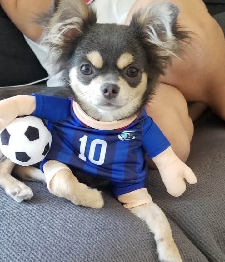 古賀正紘さんのインスタグラム写真 - (古賀正紘Instagram)「子供たちのおもちゃになってる⚽  #チワワ #６ヶ月 #我が家のアイドル #我が家のおもちゃ」5月28日 17時06分 - kogattsu5