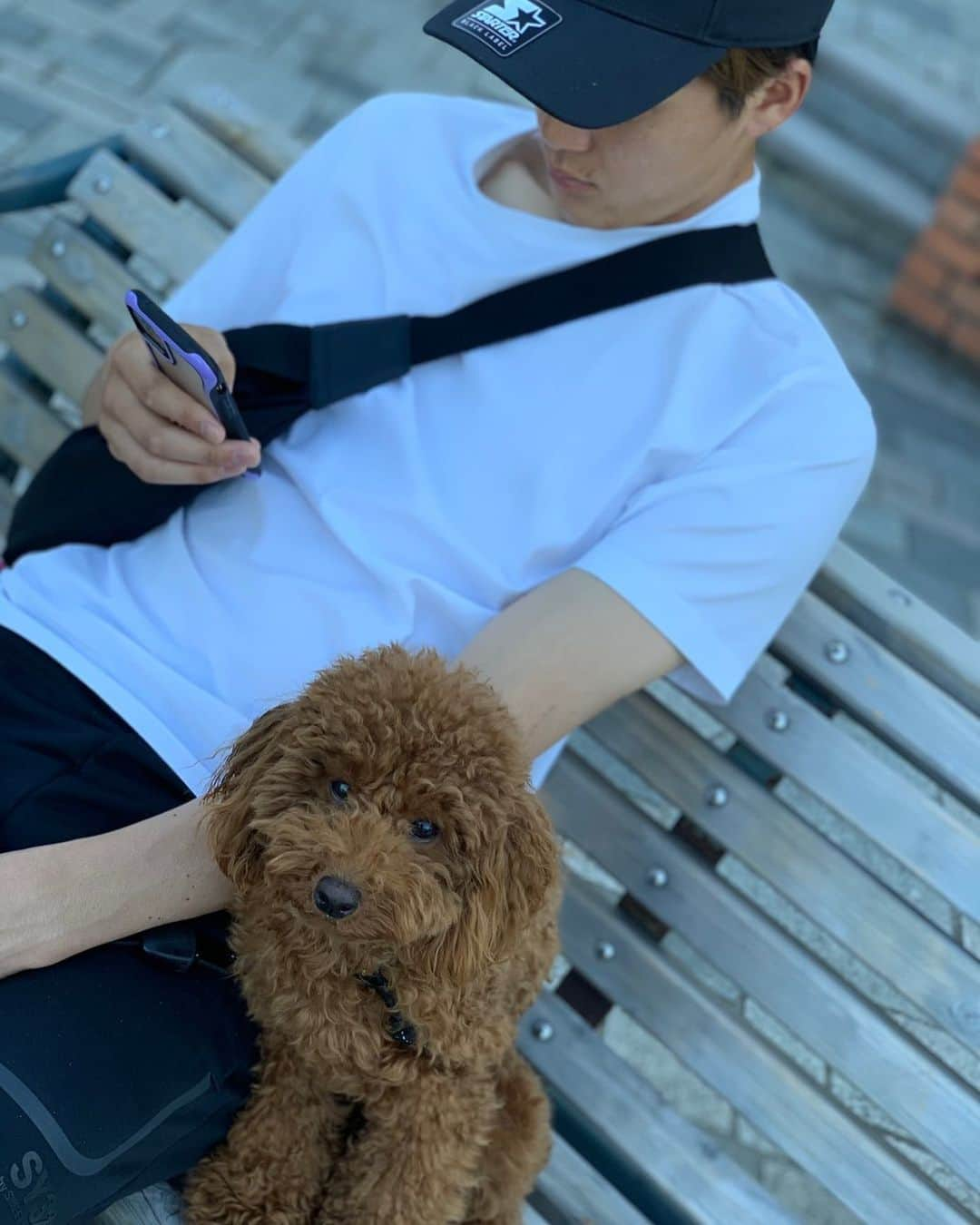 佐野皓大さんのインスタグラム写真 - (佐野皓大Instagram)「#お散歩 #タイニープードル #トイプードル #toypoodle #犬のいる暮らし #いぬのいる暮らし #犬スタグラム #いぬすたぐらむ #instdog ＃エリザベスカラー外れたよ#🐶」5月28日 17時08分 - orix_41