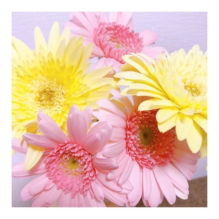 中島安里紗のインスタグラム：「久しぶりにお花屋さん行けた！ 今回はパステルカラーなガーベラ💐 ピンクと黄色はどっちも好きな色だし、組み合わせも好き💖💛💖💛 ただ、うちの花瓶はこれだけだと寂しくなっちゃう💦 少ない本数を飾れる花瓶がほしいなぁ〜🤔🌹 .  #お家時間 #花 #花のある暮らし #happy #幸せ #花好き #💐 #花が好き #stayhome #ガーベラ」