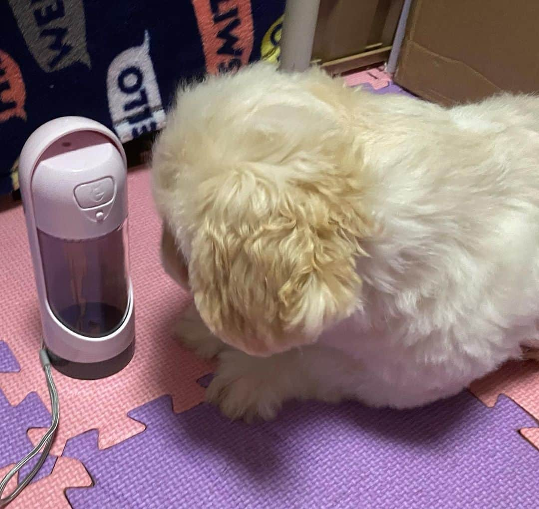 来栖うさこさんのインスタグラム写真 - (来栖うさこInstagram)「🐶ちゃちゃまると給水機🐶 . @winsun.japan さんの給水機！ ペットが飲めるように、 浄水フィルターが付いてます✨ . ピンクで可愛いし、 コンパクトなので便利💕 . ちゃちゃまると比較してもこのサイズ(๑╹ω╹๑ )笑✨ . . . . #winsun #ウインサン #ペット用給水機 #給水機 #給水ボトル #ウォーターボトル #ペット用品 #ペットグッズ #お散歩グッズ #オートドッグマグ #ペット用水筒 #ペキマル #ペキニーズ #マルチーズ」5月28日 17時37分 - kurusu_usako