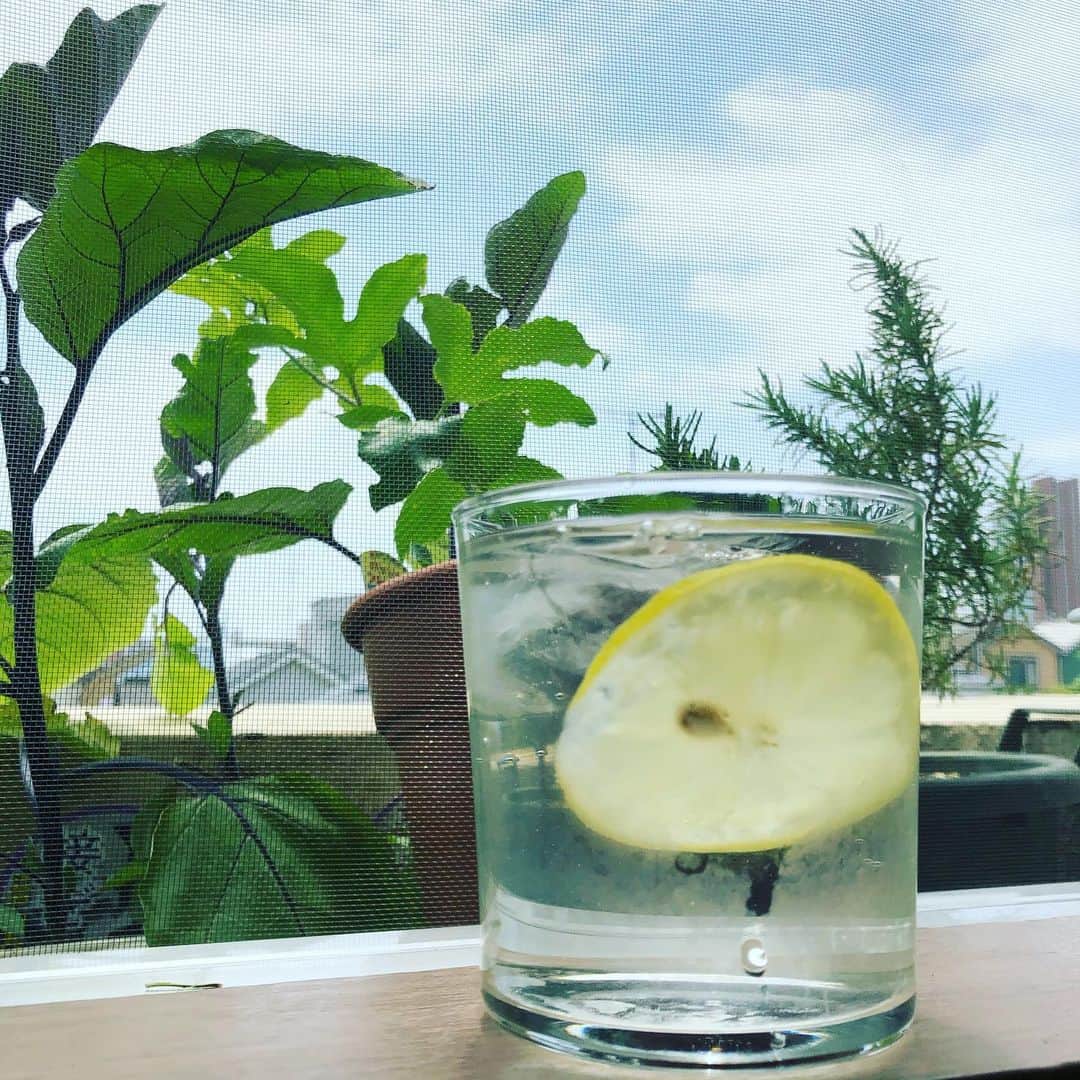 大宮エリーさんのインスタグラム写真 - (大宮エリーInstagram)「さわやかな昼下がりはどこへやら。どしゃぶりですね。 昼間は、自家製レモンで しゅわしゅわしていました。 #レモン #無農薬 #家庭菜園」5月28日 18時02分 - ellie_omiya