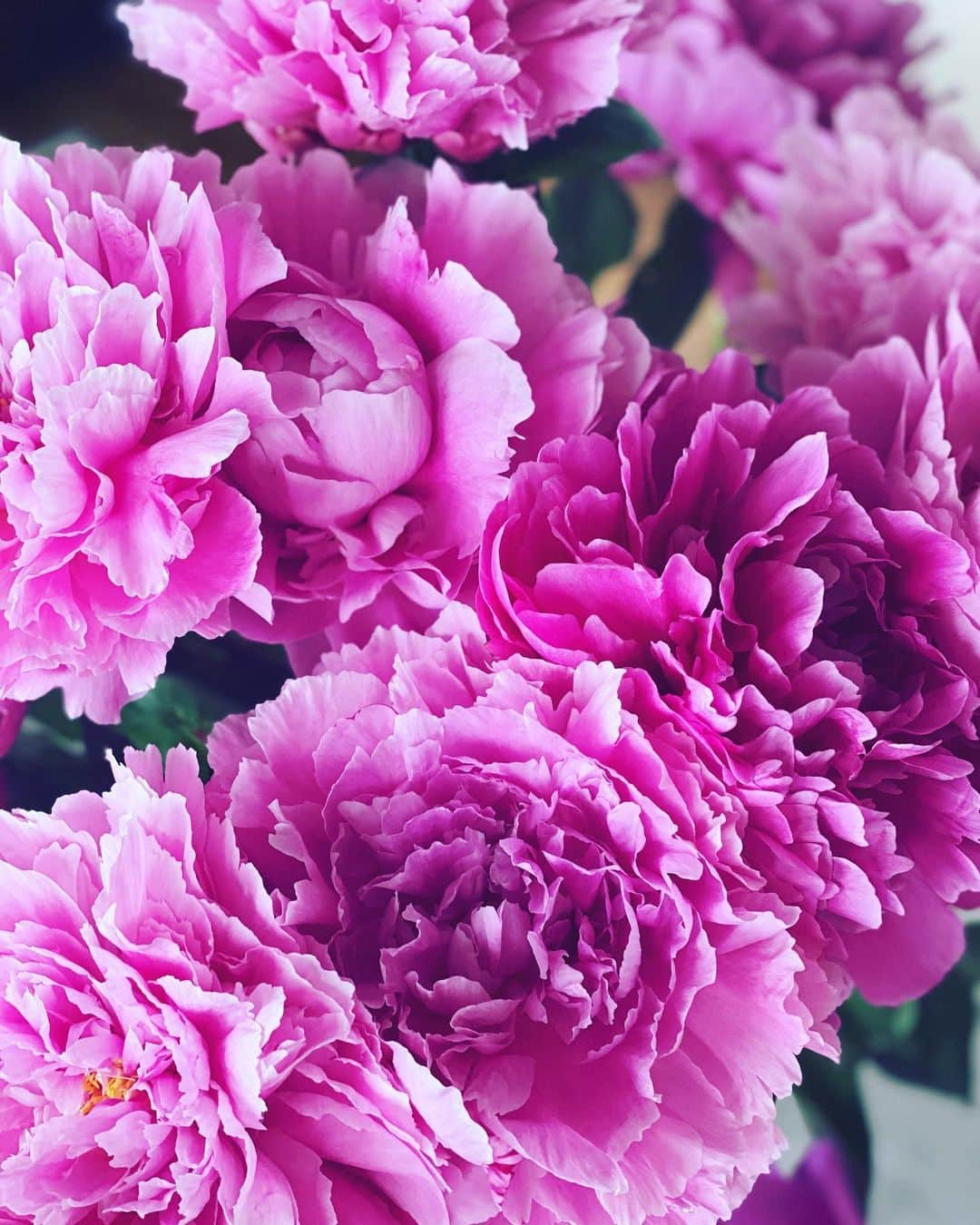 神崎恵さんのインスタグラム写真 - (神崎恵Instagram)「晴れたり大粒の雨が降ったりと賑やかな1日でした。 今日もぎゅっと仕事がつまっていたせいか、あっという間のこの時間。 ごはん、なににしようかな？と冷蔵庫とにらめっこ。 あと3日で6月だって😳 桜からみずみずしい青葉の景色。 確かにしっかり毎日を過ごしたのに。 なんだか、ワープしてしまったような気分です。 テーブルの上にはなんともいえないピンク。」5月28日 18時15分 - megumi_kanzaki