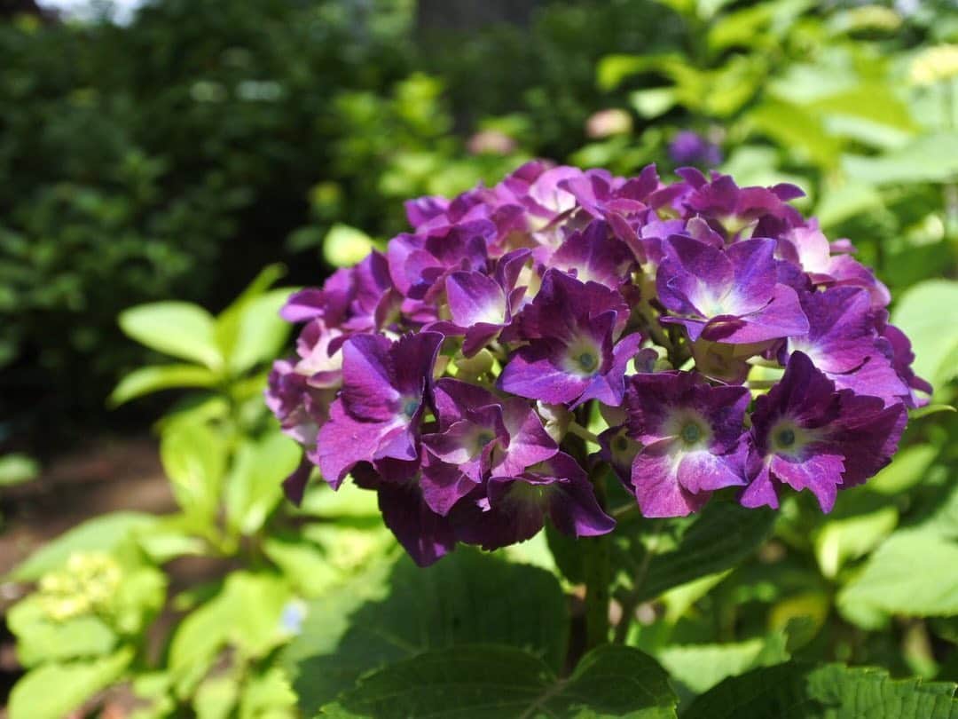 中山美香さんのインスタグラム写真 - (中山美香Instagram)「☺︎紫☺︎ . . . #あじさい #紫陽花 #花 #flower #fleur  #☺︎ #purple #tbt #purpleflowers」5月28日 18時45分 - mika5nakayama
