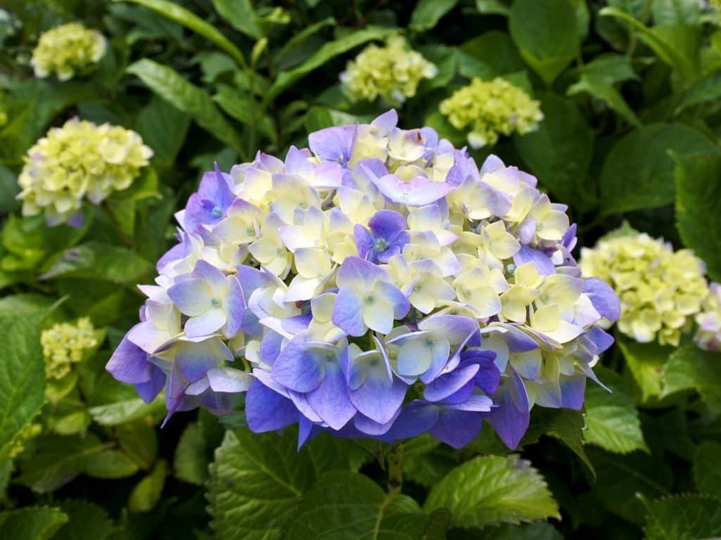 中山美香さんのインスタグラム写真 - (中山美香Instagram)「☺︎紫☺︎ . . . #あじさい #紫陽花 #花 #flower #fleur  #☺︎ #purple #tbt #purpleflowers」5月28日 18時45分 - mika5nakayama