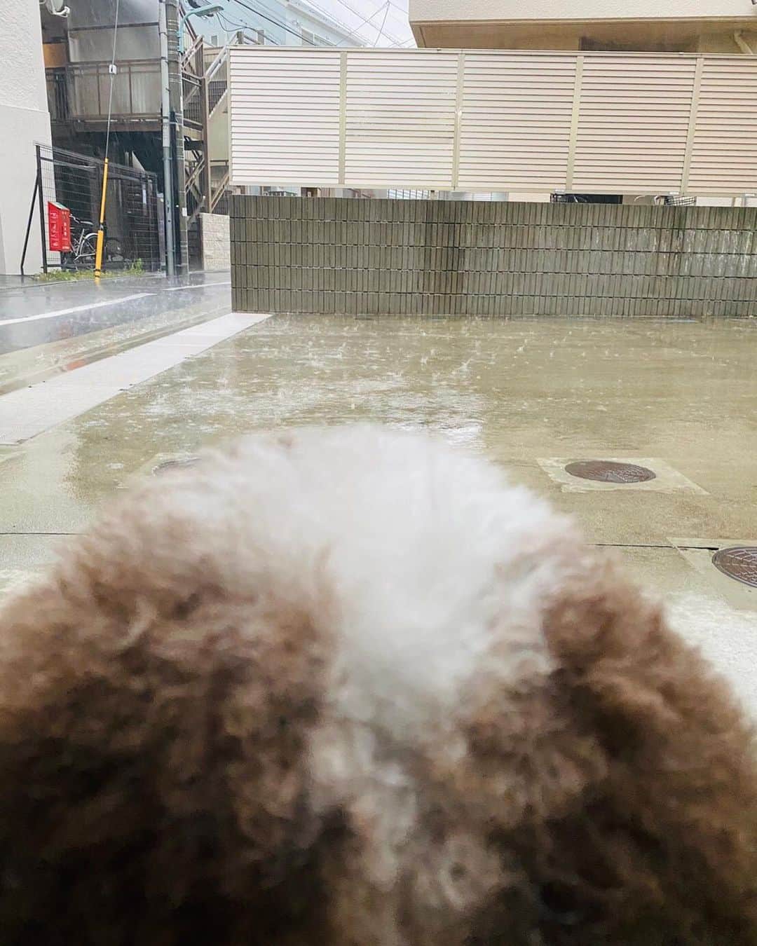 木村拓哉さんのインスタグラム写真 - (木村拓哉Instagram)「﻿ ﻿ 「散歩を懇願され……、﻿ 暫くしたら、突然の雨☂️💦💦💦💦﻿ 久々に長い時間の雨宿りでしたぁ〜‼︎」﻿ ﻿ STAY SAFE‼︎﻿ ﻿ 拓哉﻿ #木村拓哉#TakuyaKimura」5月28日 18時57分 - takuya.kimura_tak