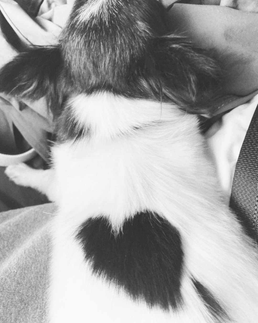 大政絢さんのインスタグラム写真 - (大政絢Instagram)「愛犬ここ🐶 ❤️柄になりました笑 皆さんにとってもたくさん幸せが舞い込んできますように❤️ なちゅは最近新しい相棒ができました。 仲良しです🐶 今日は @doubutsupeace  放送中です たくさん癒されて下さいね〜✨ #愛犬#ロングコートチワワ#トイプードル」5月28日 19時19分 - aya_omasa_official