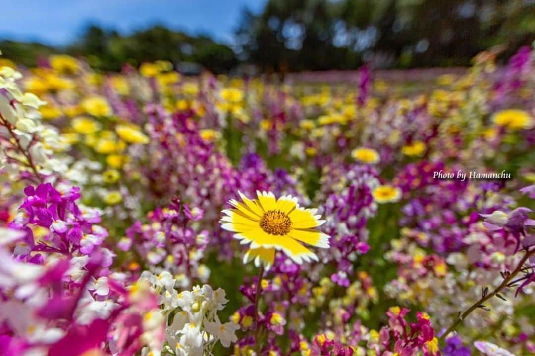 花の写真館のインスタグラム：「Photo by 雨宮 濱人.⠀ .⠀ Original Post[投稿いただいたURL]⠀ https://www.facebook.com/photo.php?fbid=1540811492716625⠀ .⠀ 本アカウントは、 #私の花の写真 をつけてInstagramに投稿された皆さまの花の写真や、「花の写真館」Facebookページで投稿された花の写真を紹介します。⠀ 「花の写真館」Facebookページは、「 @floral.photograph 」のプロフィールにあるURLからご覧ください。⠀ .⠀ ※各自、政府、自治体など公的機関の指示に従った行動をお願いします。⠀⠀ 東京カメラ部および分室では、写真を「見る楽しみ」を提供することを通して、微力ながら皆様にわずかな時間でも癒しをお届けしたいと思っております。⠀ ※本アカウントは東京カメラ部がFacebook、Instagramのサービスを利用して運営しているもので、Facebook社・Instagramとは一切関係ありません。⠀ .⠀ #花の写真館 #floralphotograph #floralphoto #flower #flowers⠀ Follow: @floral.photograph」