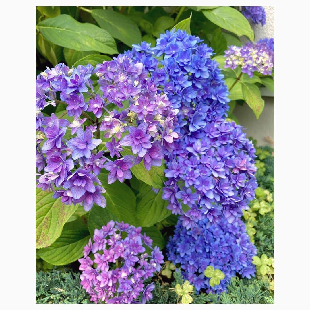 キタキマユのインスタグラム：「この時期は、紫陽花が本当に綺麗に咲いてます🌸✨✨✨﻿ ﻿ 通りかかったたばこ屋さんに、かわいい看板猫ちゃんが😍💕﻿ ﻿ みんなに写真を撮られるからスマホが嫌いらしく、携帯を向けると、すぐプイッと逃げようとするのですが、奇跡のブレブレの一枚が撮れました😂✨✨✨﻿ ﻿ スマホ嫌いなのにごめんね！﻿ ありがとう🐈💖💖💖﻿ ﻿ #半分用事﻿ #半分散歩 ﻿ #紫陽花の季節 ﻿ #ねこ ﻿ #看板猫 ﻿ #スマホ嫌い ﻿ #むっちゃ嫌な顔してる 😱💕﻿ #ごめんねありがとう （笑）﻿ #takeawalk ﻿ #kitakimayu #キタキマユ」