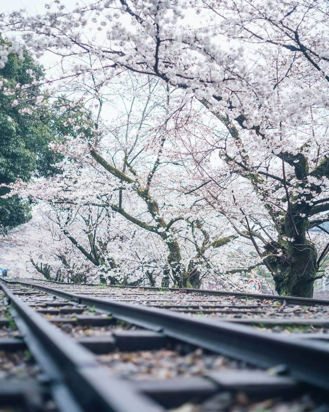 もろんのんさんのインスタグラム写真 - (もろんのんInstagram)「京都の蹴上インクライン。 かつて琵琶湖疎水による舟運ルートの傾斜鉄道だった場所。 この坂道で、舟を運んでいたって凄いですよね🚢  そうだ京都、行こう。公式Instagram撮影の作品🌸 ▶︎ @soudakyoto_official ※緊急事態宣言以前に、新型コロナウイルス感染防止のため、撮影は細心の注意を払って行いました。 . 📍京都蹴上インクライン / Keage-Incline,Kyoto,Japan」5月28日 19時53分 - moron_non