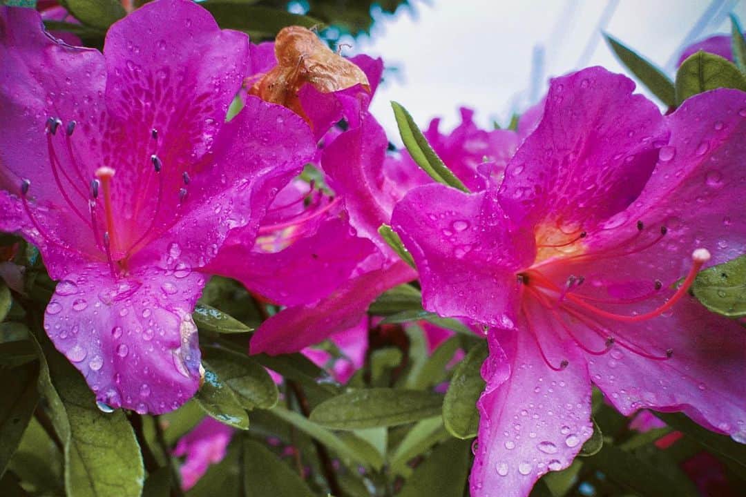 のインスタグラム：「Beauty in the rain.」