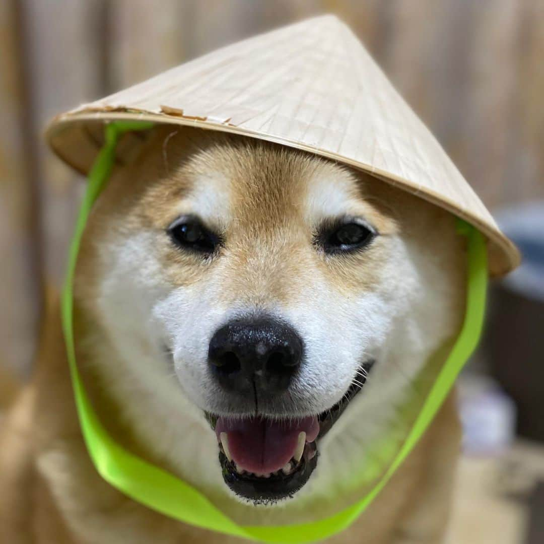 まる（まるたろう）さんのインスタグラム写真 - (まる（まるたろう）Instagram)「Oh, it's rainy now...just as I expected.✨🐶 🙄✨パパ、ノンラーだけだと身体濡れちゃわない？ #意味あるのかな🤔 #みんなクスクス笑ってるし #多分違うんだと思う😔 #今年もお世話になります #ノンラーまる #nonla #ノンラーまるちゃん」5月28日 20時10分 - marutaro