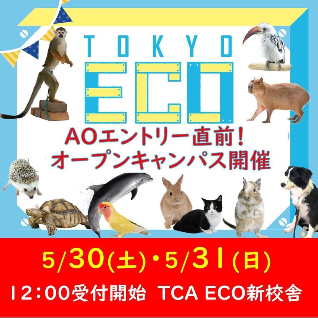 【公式】東京コミュニケーションアート専門学校ECOさんのインスタグラム写真 - (【公式】東京コミュニケーションアート専門学校ECOInstagram)「いよいよ明後日に迫りました久しぶりの学校でのオープンキャンパス‼️ AOの説明を聞いて不安を解消したり、ECOの実習室や設備を見て進路活動を本格的にスタートさせよう👍  #tca東京eco動物海洋専門学校 #tcaeco #動物専門学校 #動物 #海洋 #ペット #自然 #恐竜 #専門学校 #動物園 #水族館 #博物館 #オープンキャンパス #進路」5月28日 20時17分 - tca_eco