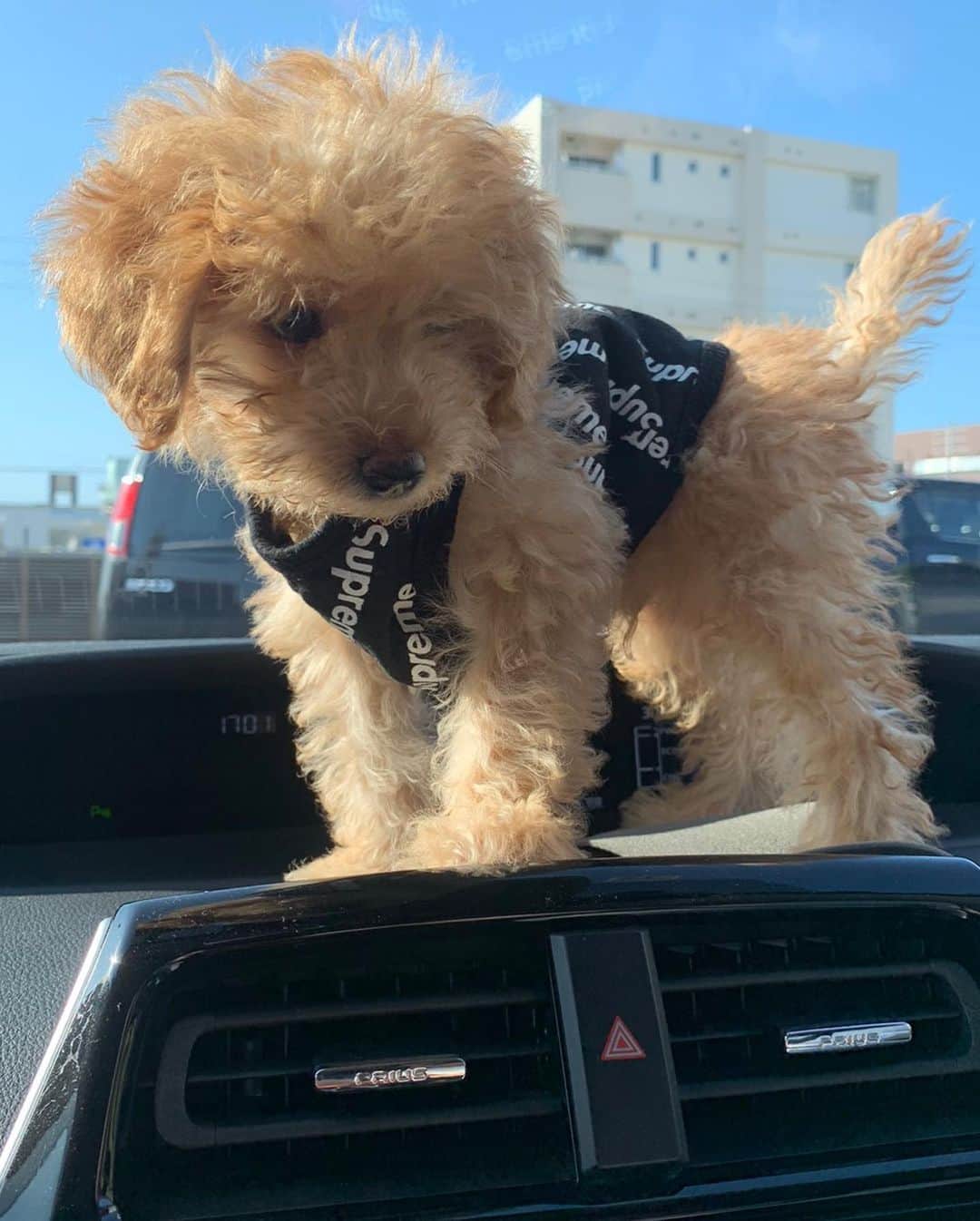 のインスタグラム：「#ドライブ」