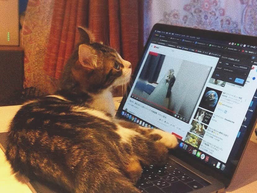 山本夢さんのインスタグラム写真 - (山本夢Instagram)「先日、友達のお家で 今話題のネコハラの 被害にあいました。 可愛い過ぎて ろくにパソコンの画面も 見れやしないので 皆さんもお気をつけください。  #ネコハラ #ネコハラスメント  #ねこすたぐらむ  #猫 #猫のいる暮らし」5月28日 20時40分 - yume_yamamoto_ue