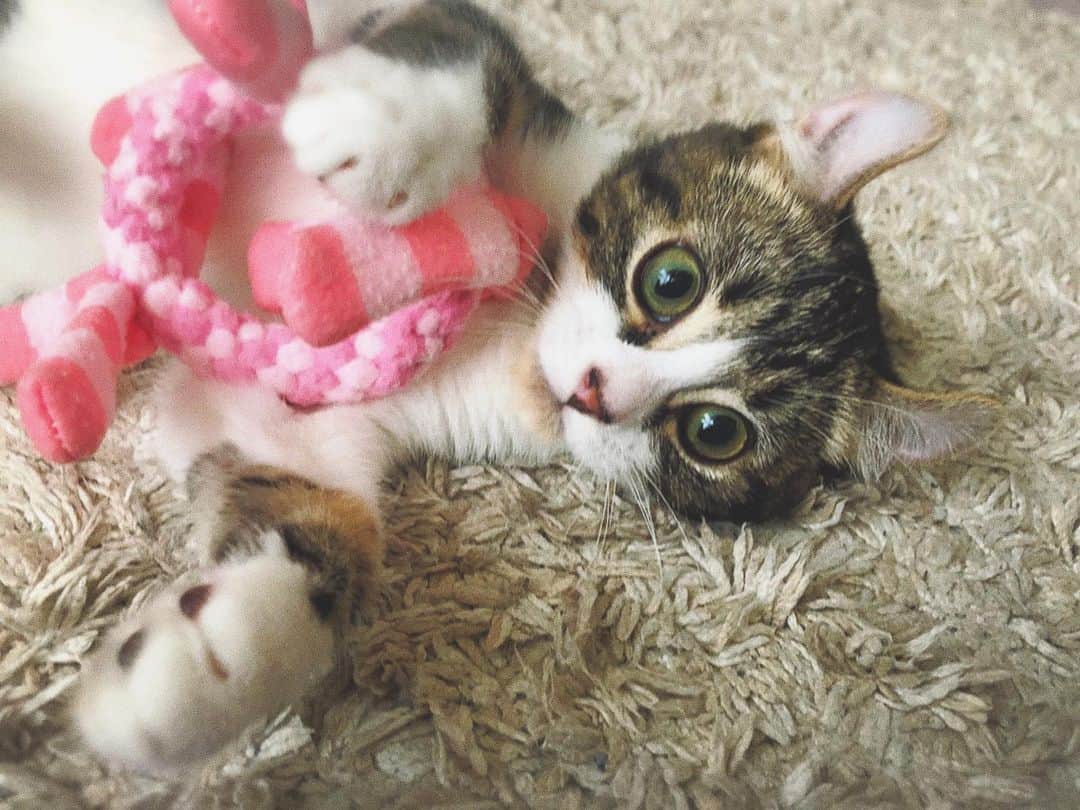 山本夢さんのインスタグラム写真 - (山本夢Instagram)「先日、友達のお家で 今話題のネコハラの 被害にあいました。 可愛い過ぎて ろくにパソコンの画面も 見れやしないので 皆さんもお気をつけください。  #ネコハラ #ネコハラスメント  #ねこすたぐらむ  #猫 #猫のいる暮らし」5月28日 20時40分 - yume_yamamoto_ue